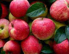 Apples